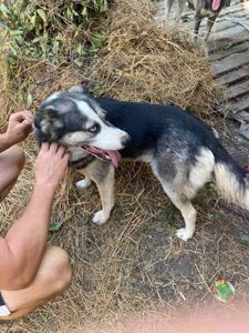 Хаскі Сибірський