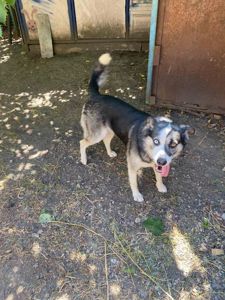 Хаскі Сибірський