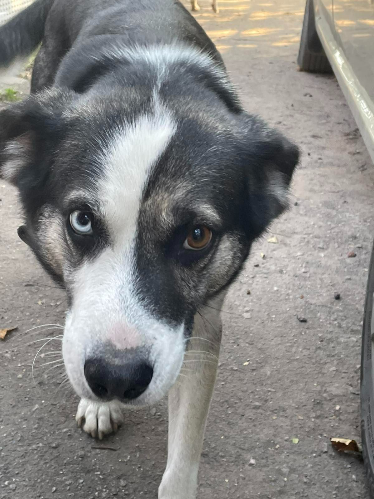 Хаскі Сибірський