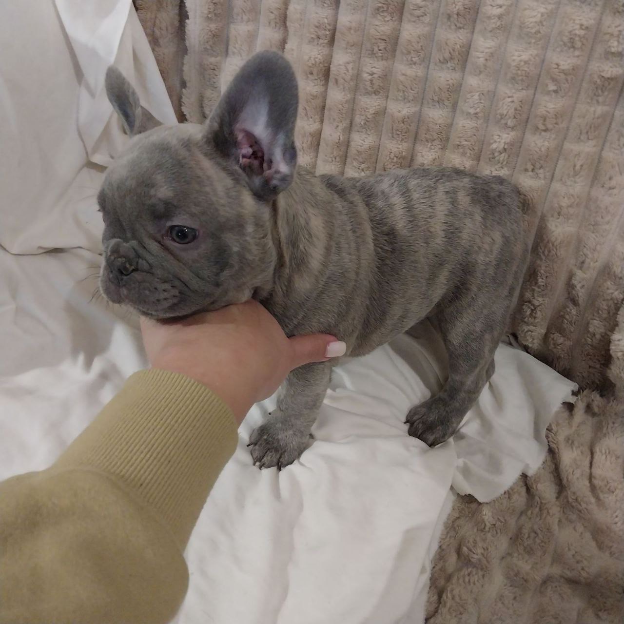 Цуценя французького бульдога (бронь)