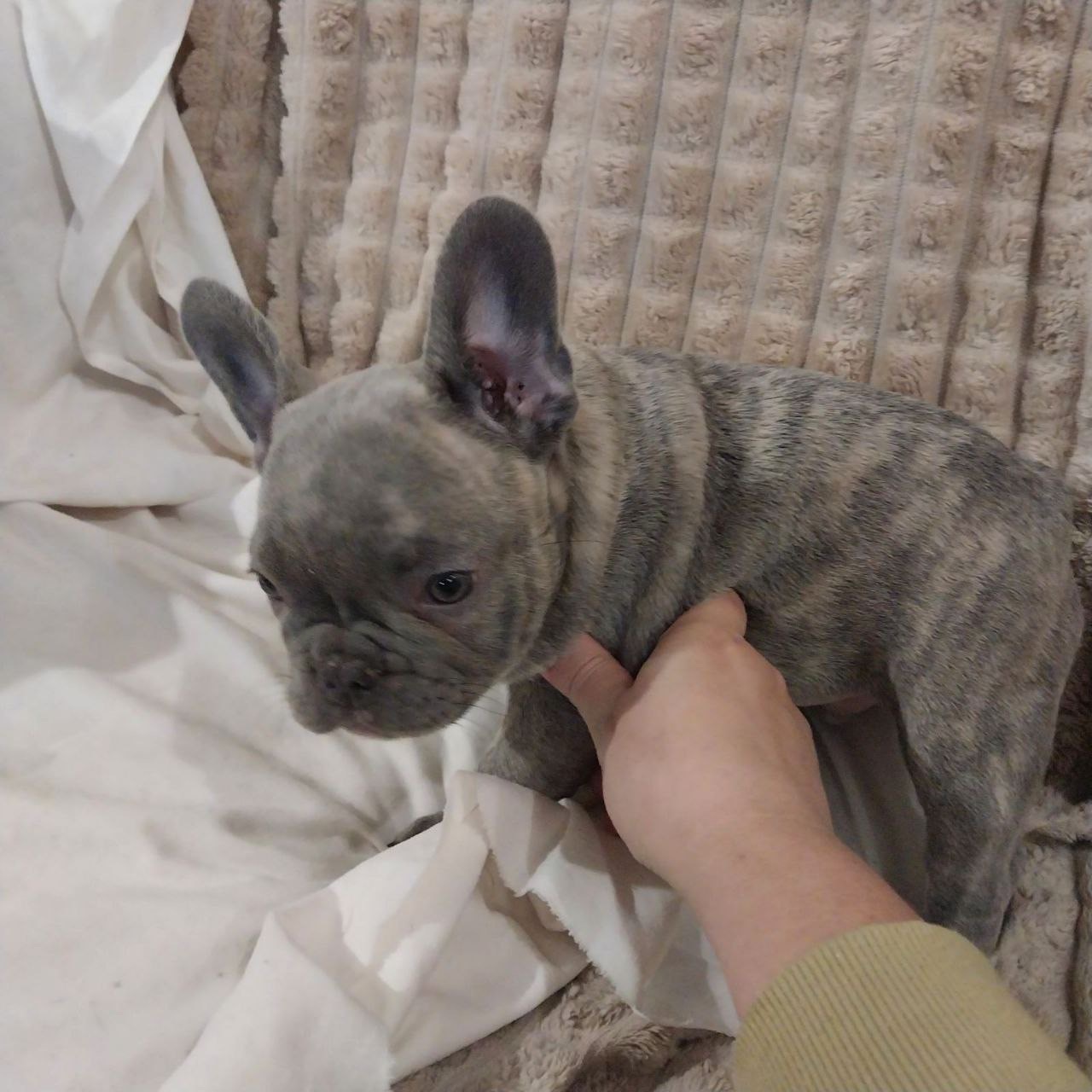 Цуценя французького бульдога (бронь)