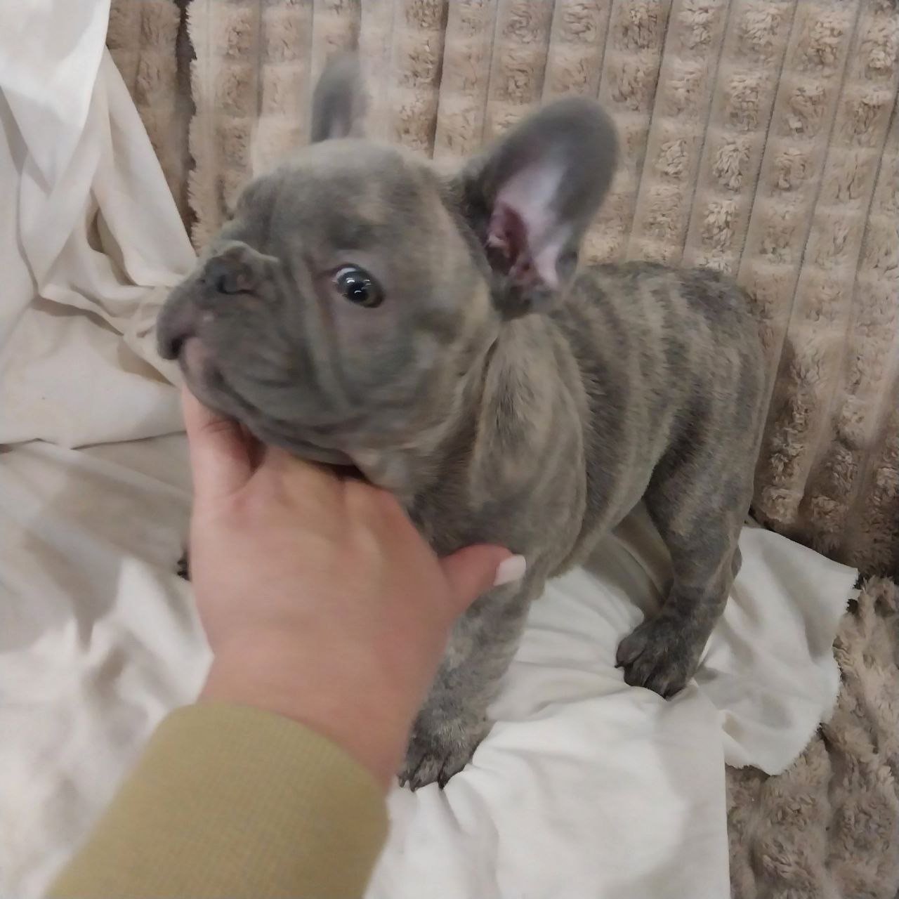 Цуценя французького бульдога (бронь)