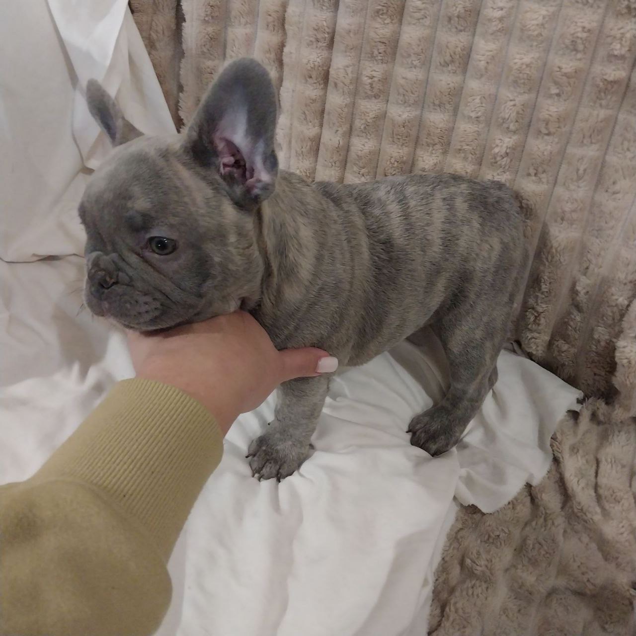 Цуценя французького бульдога (бронь)