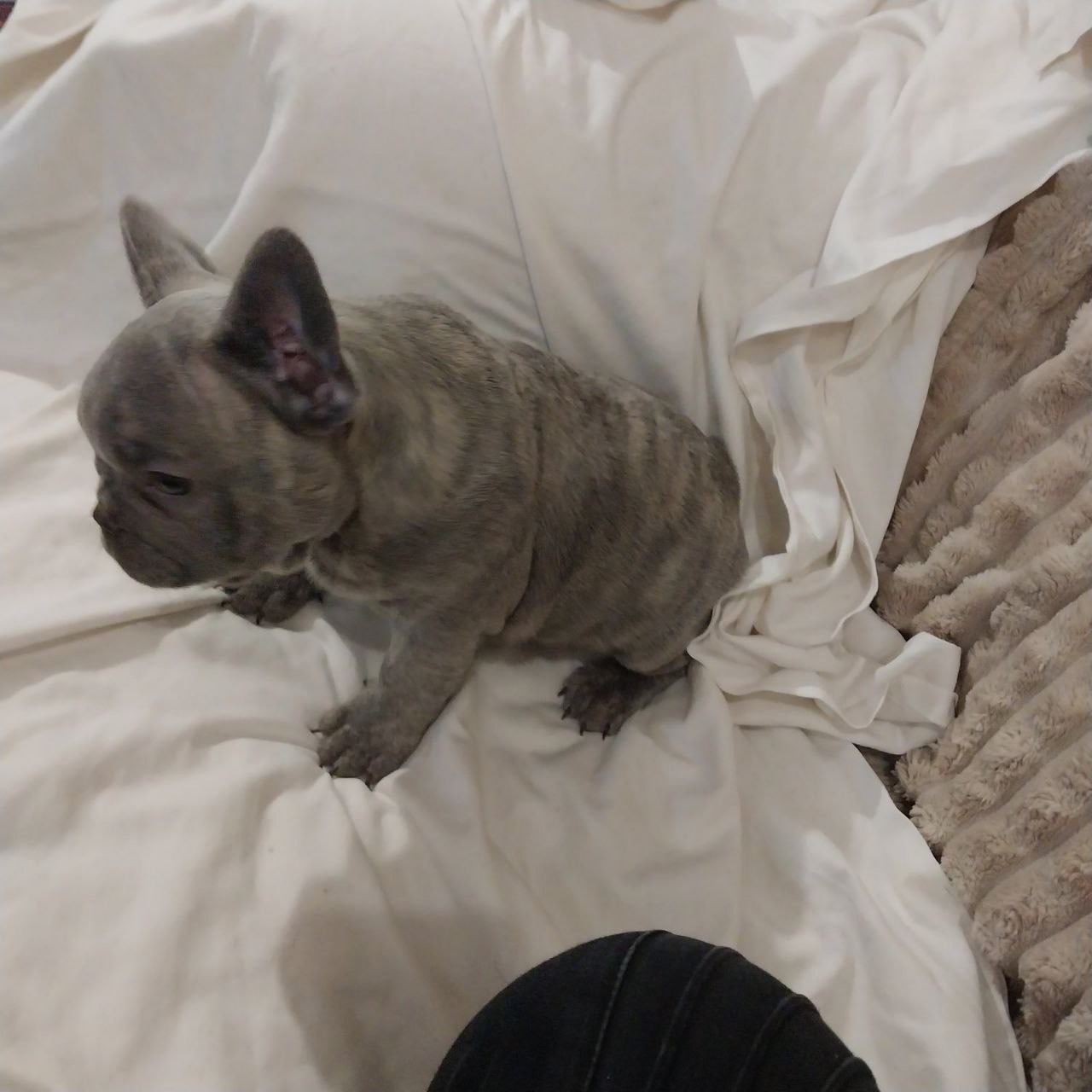 Цуценя французького бульдога (бронь)