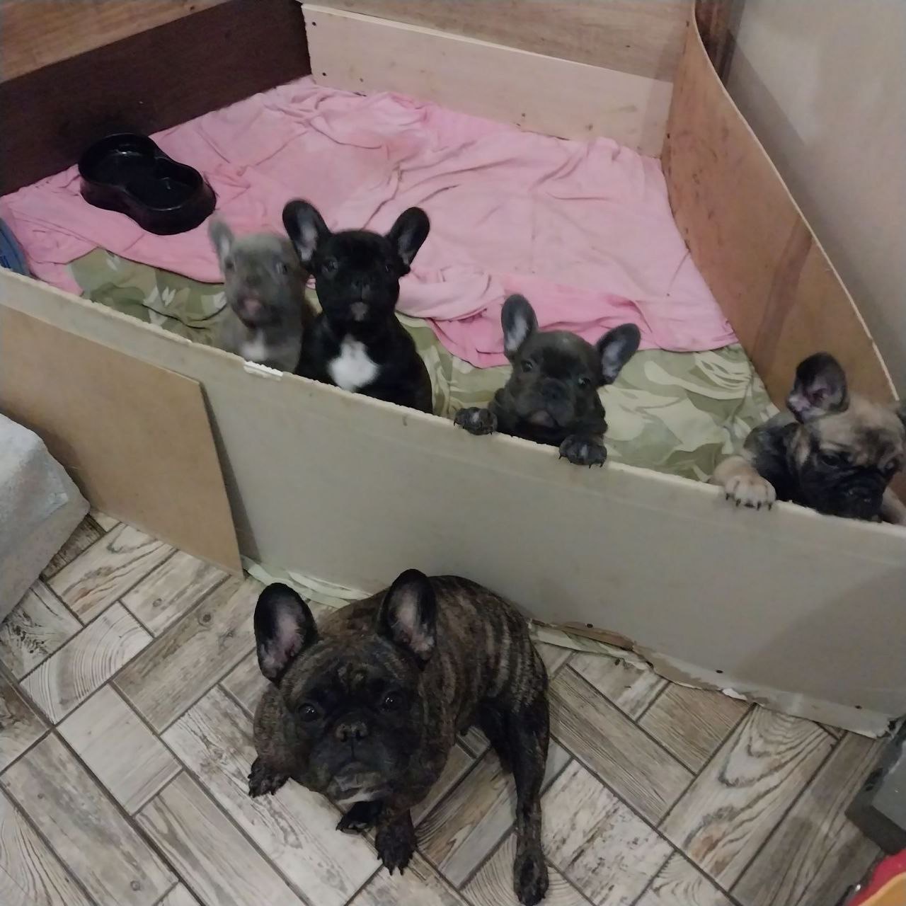 Цуценя французького бульдога (бронь)