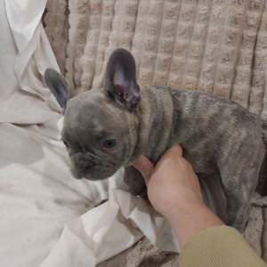 Цуценя французького бульдога (бронь)