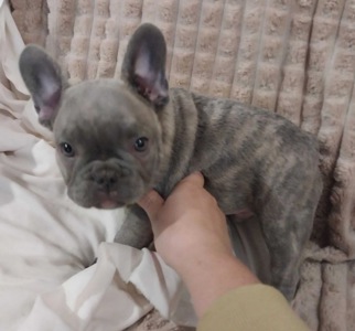Цуценя французького бульдога (бронь)