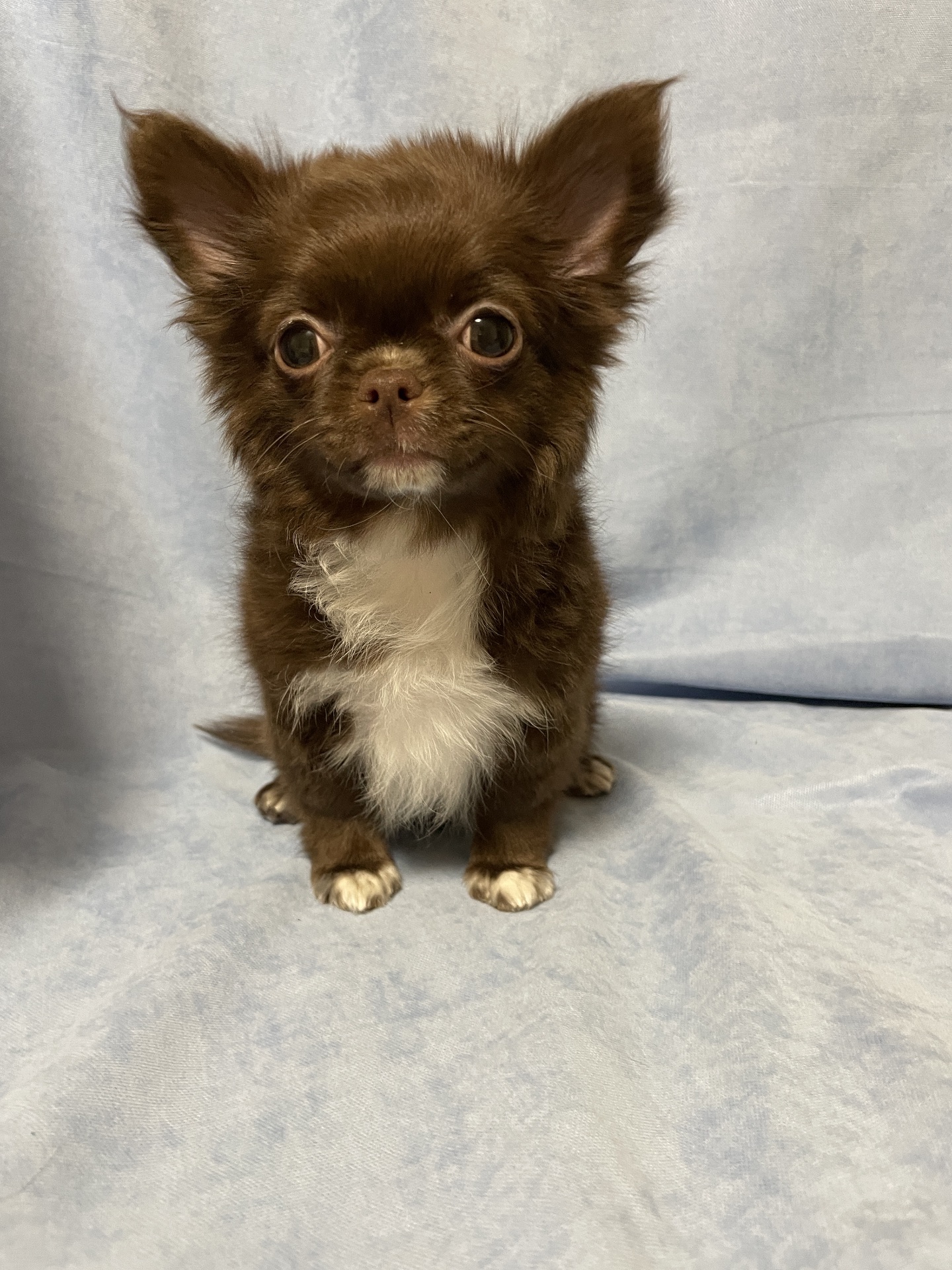 Хлопчики чихуахуа