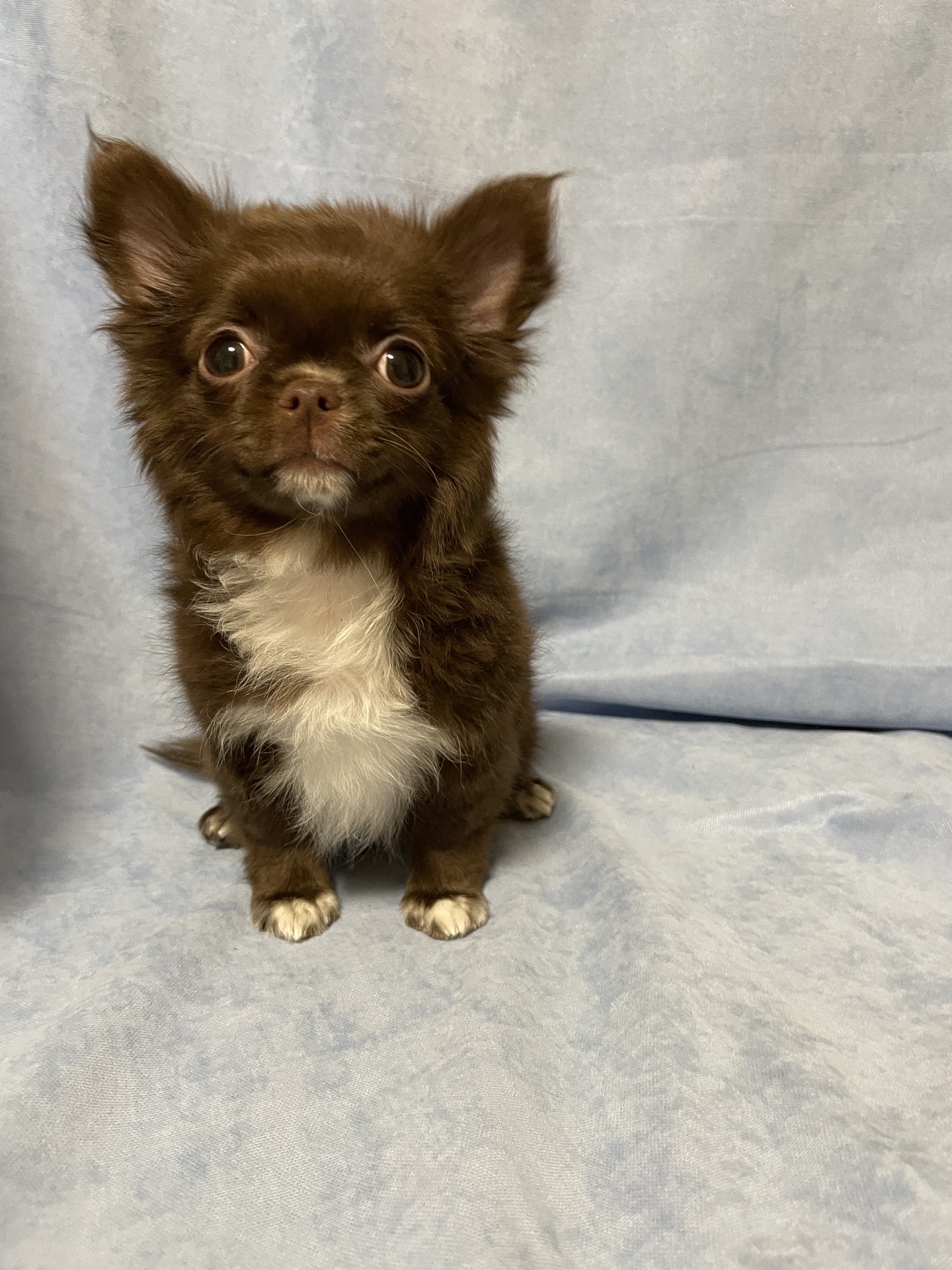 Хлопчики чихуахуа