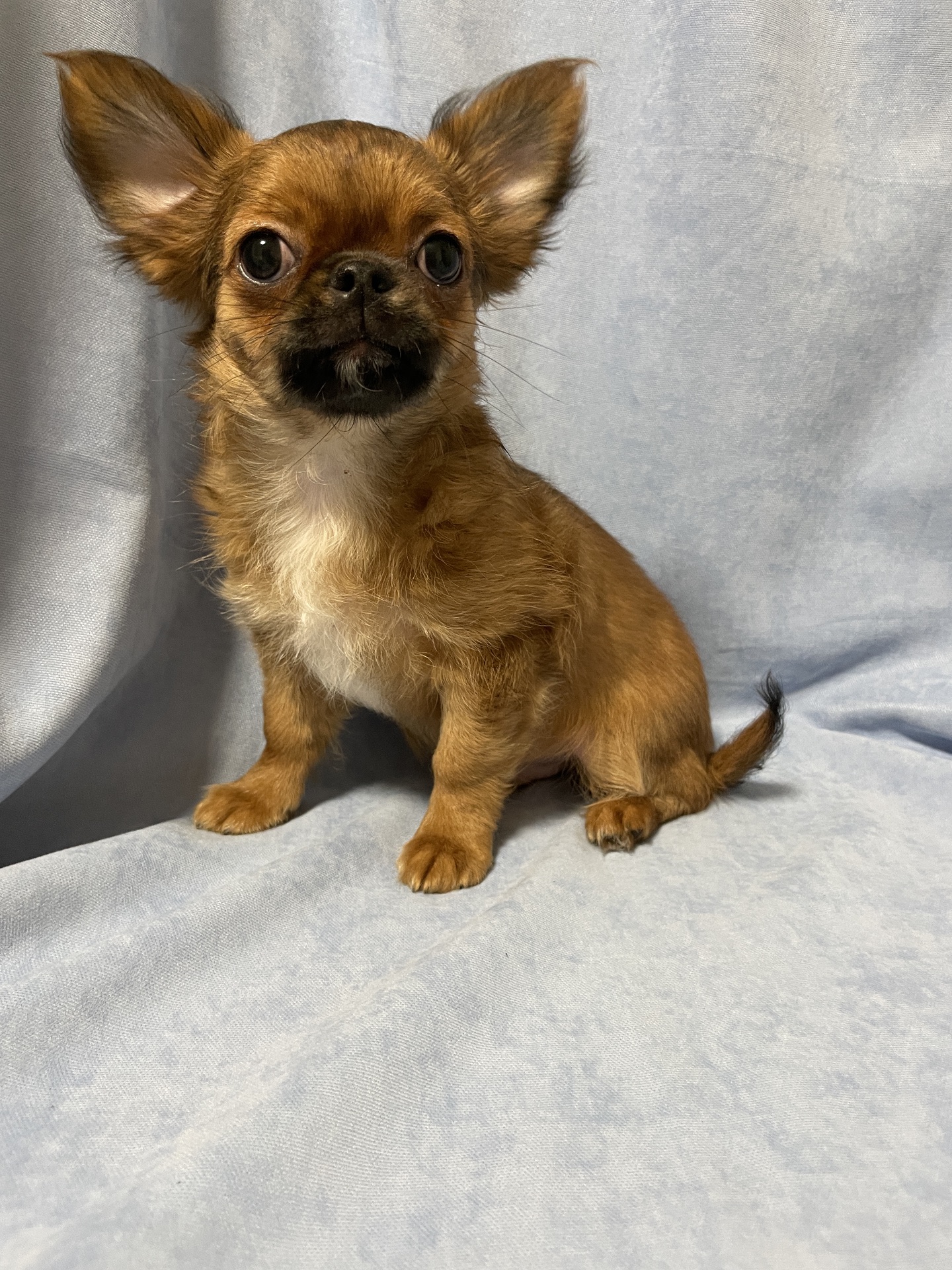 Хлопчики чихуахуа