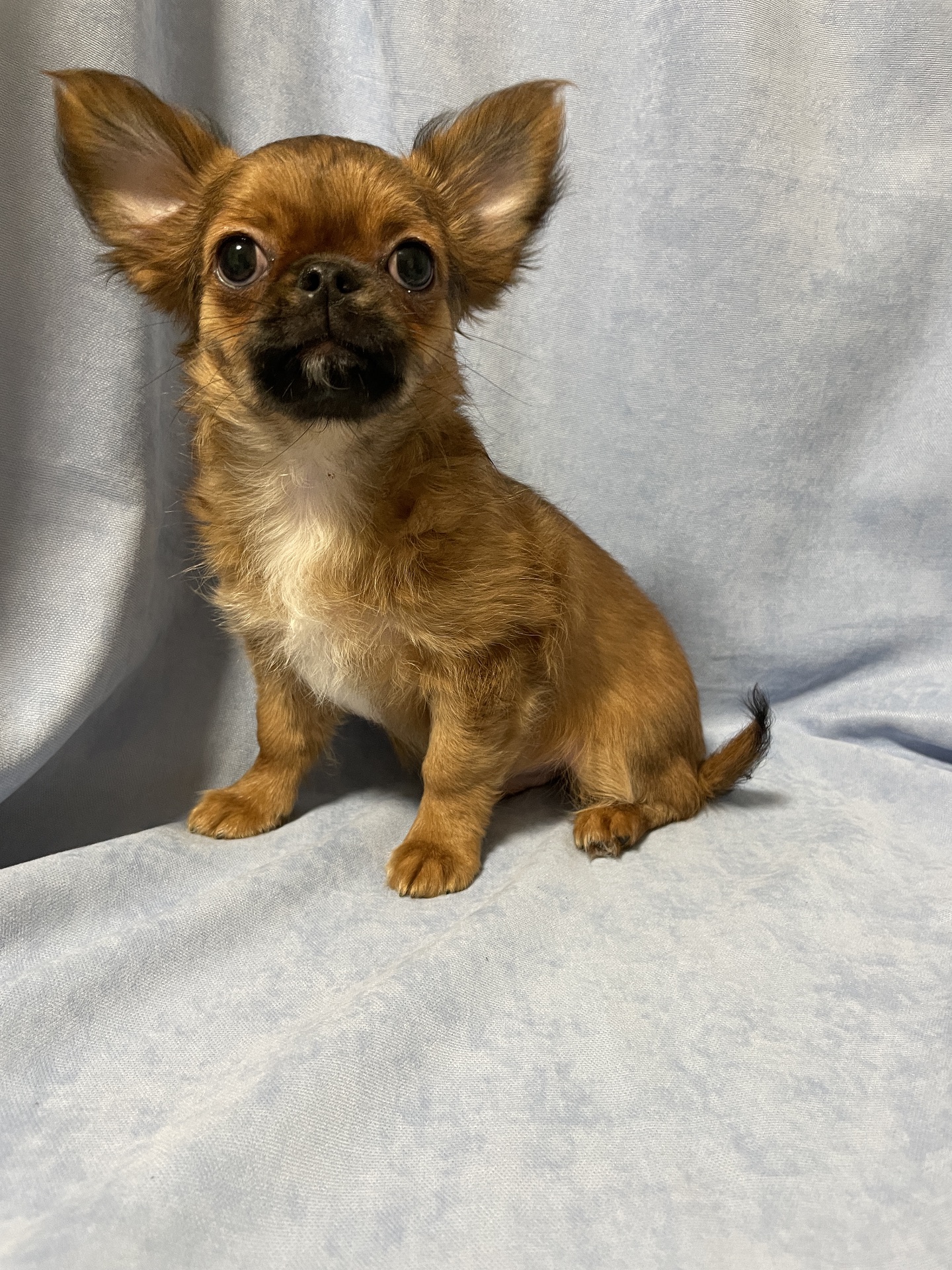 Хлопчики чихуахуа