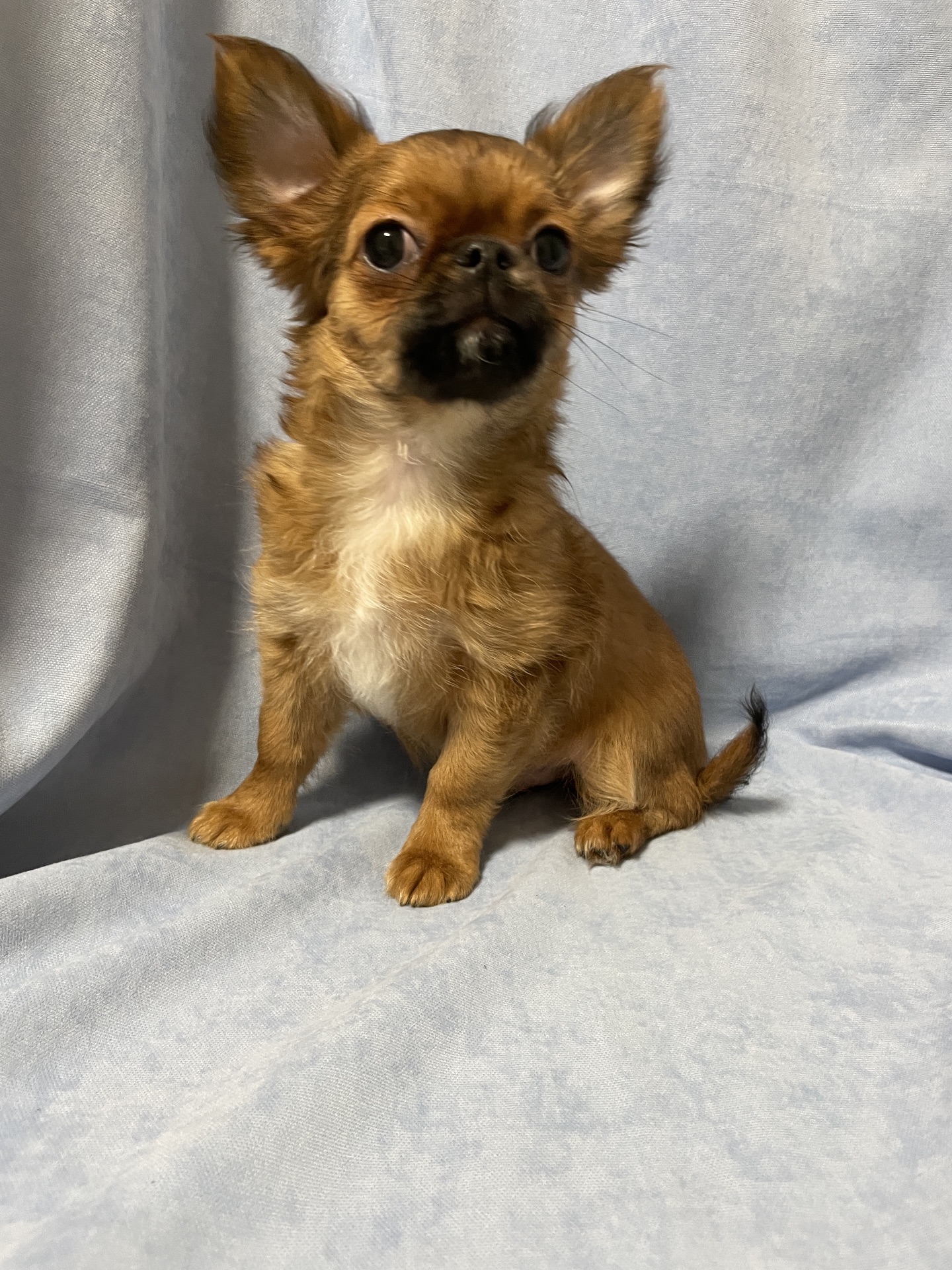 Хлопчики чихуахуа