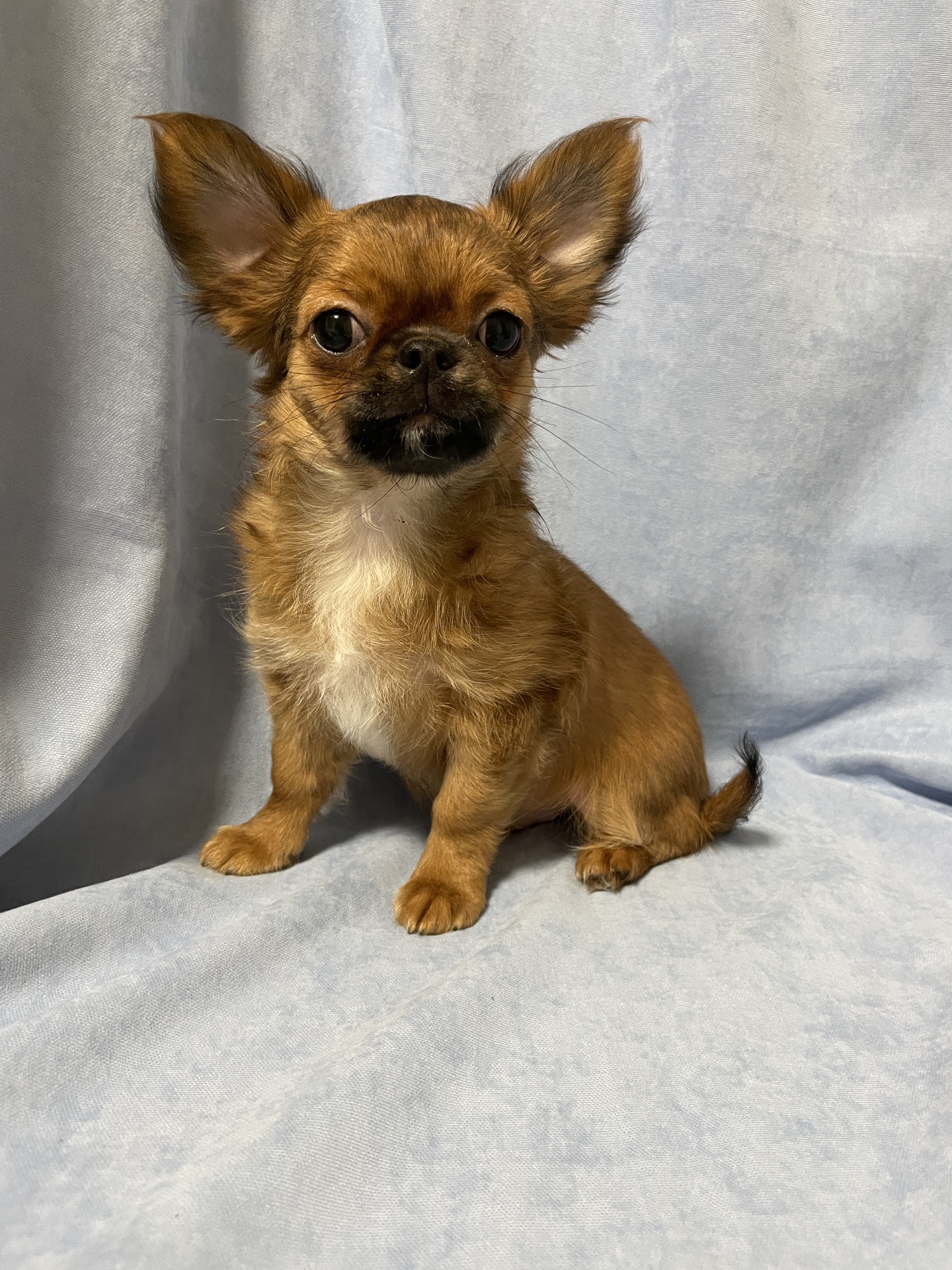 Хлопчики чихуахуа