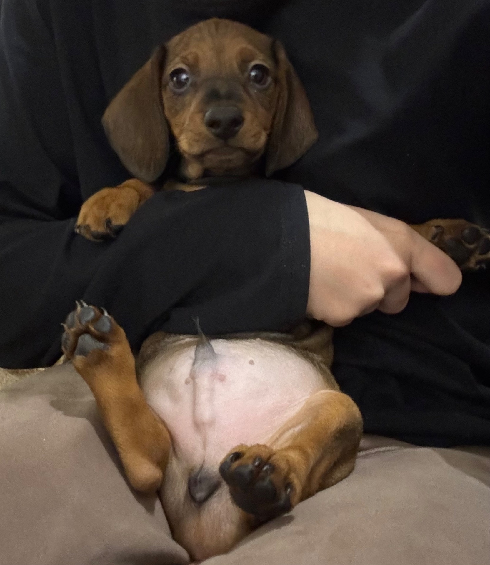 Такса хлопчик шукає люблячу родину