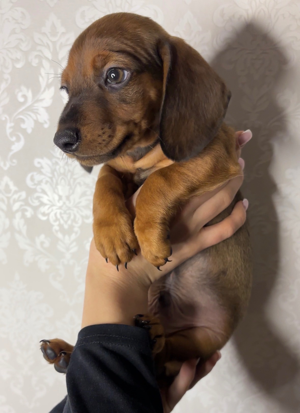 Такса хлопчик шукає люблячу родину