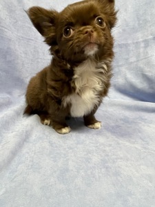 Хлопчики чихуахуа