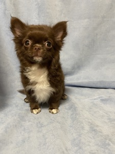 Хлопчики чихуахуа