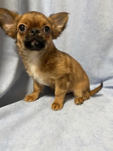 Хлопчики чихуахуа
