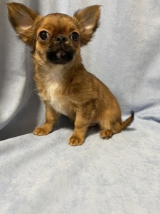 Хлопчики чихуахуа