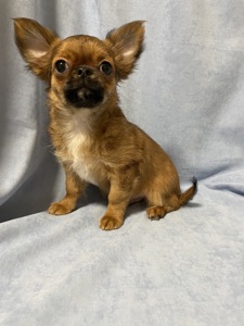 Хлопчики чихуахуа