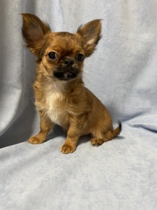 Хлопчики чихуахуа