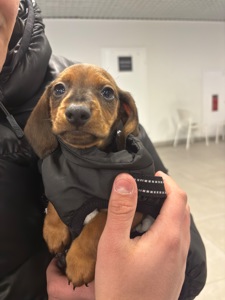 Такса хлопчик шукає люблячу родину