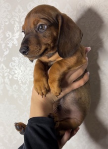 Такса хлопчик шукає люблячу родину