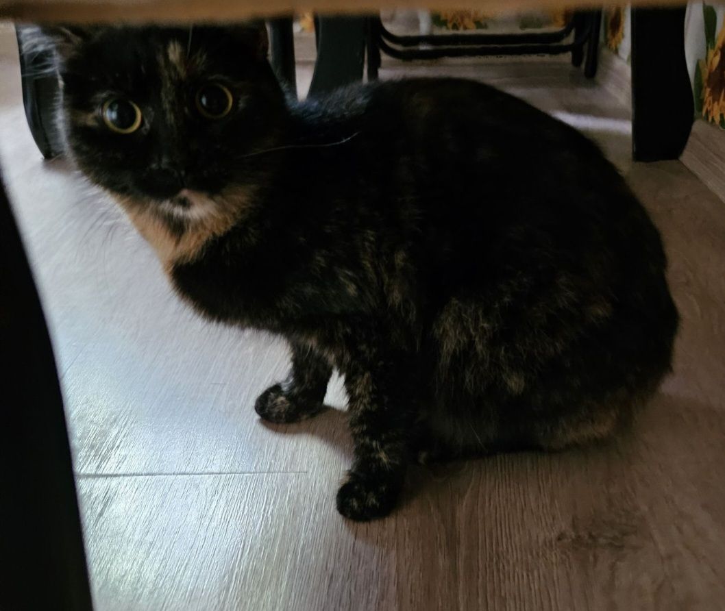 Кошка девочка