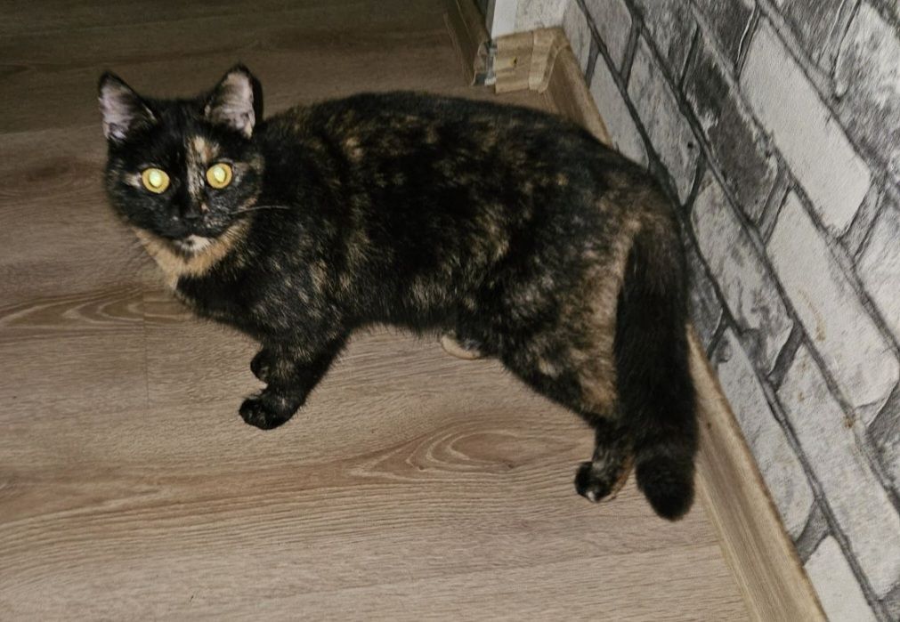 Кошка девочка