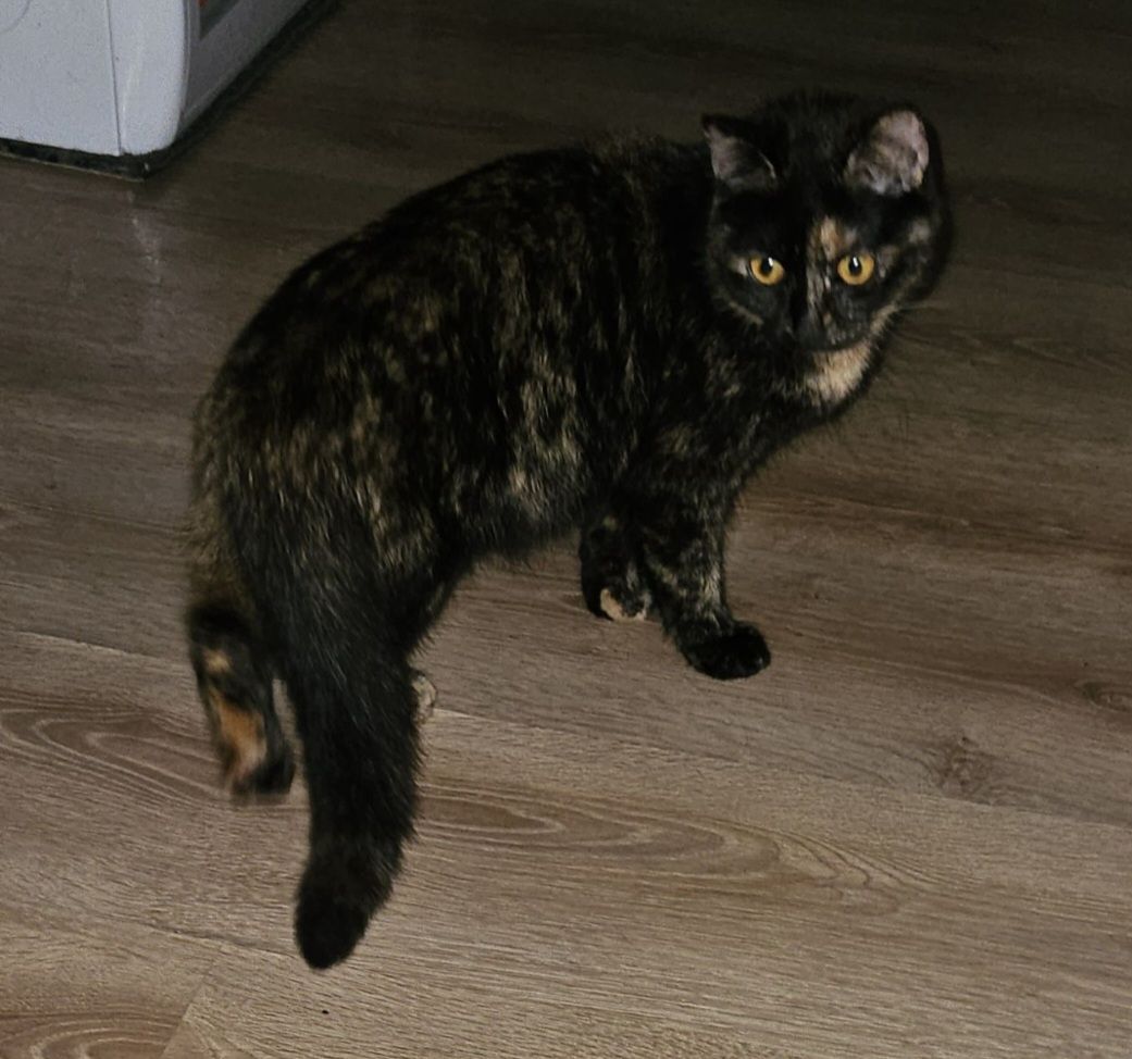 Кошка девочка