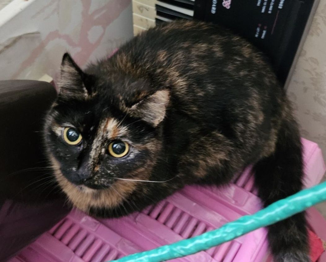 Кошка девочка