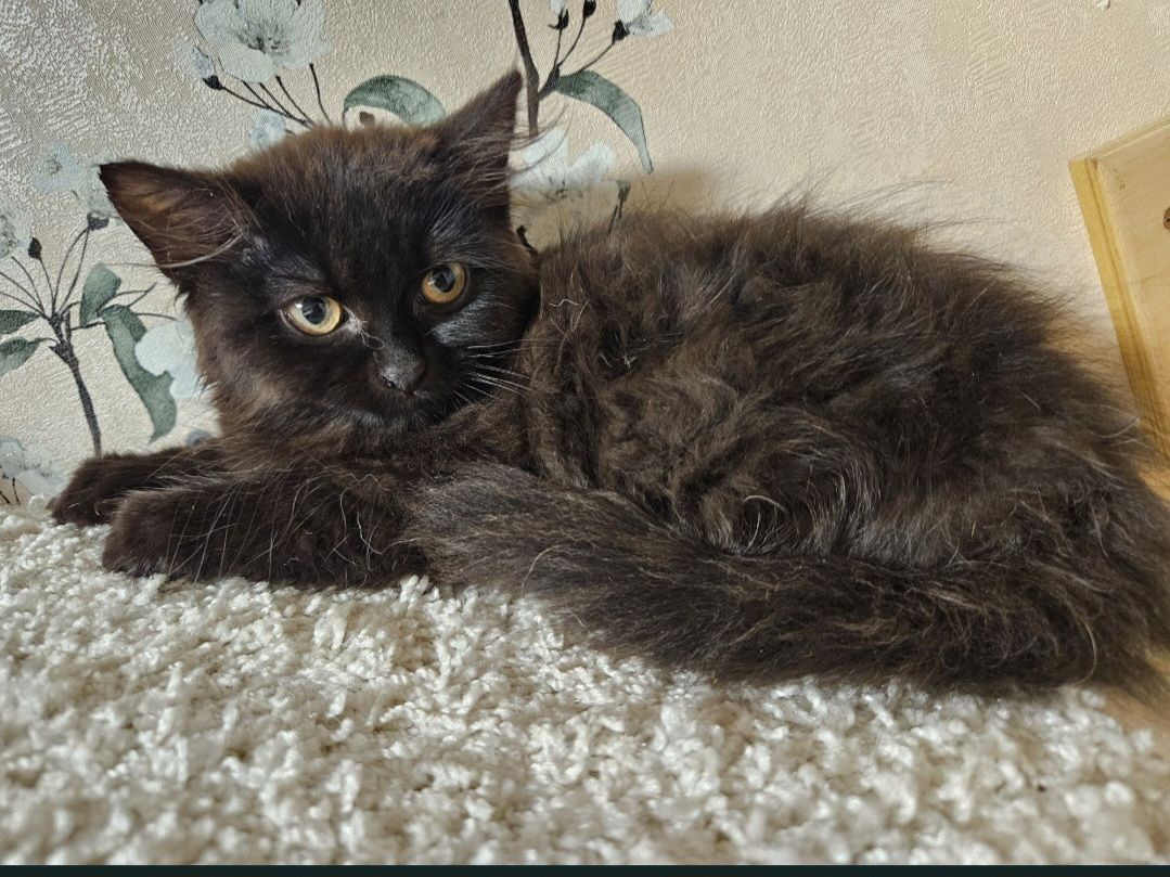 Кошенята Бенгальский