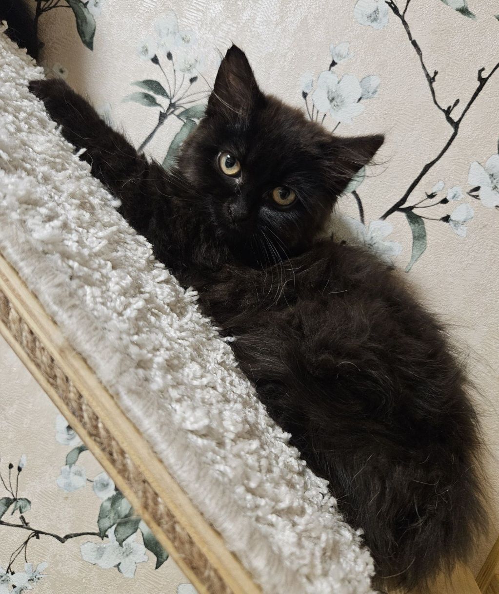 Кошенята Бенгальский