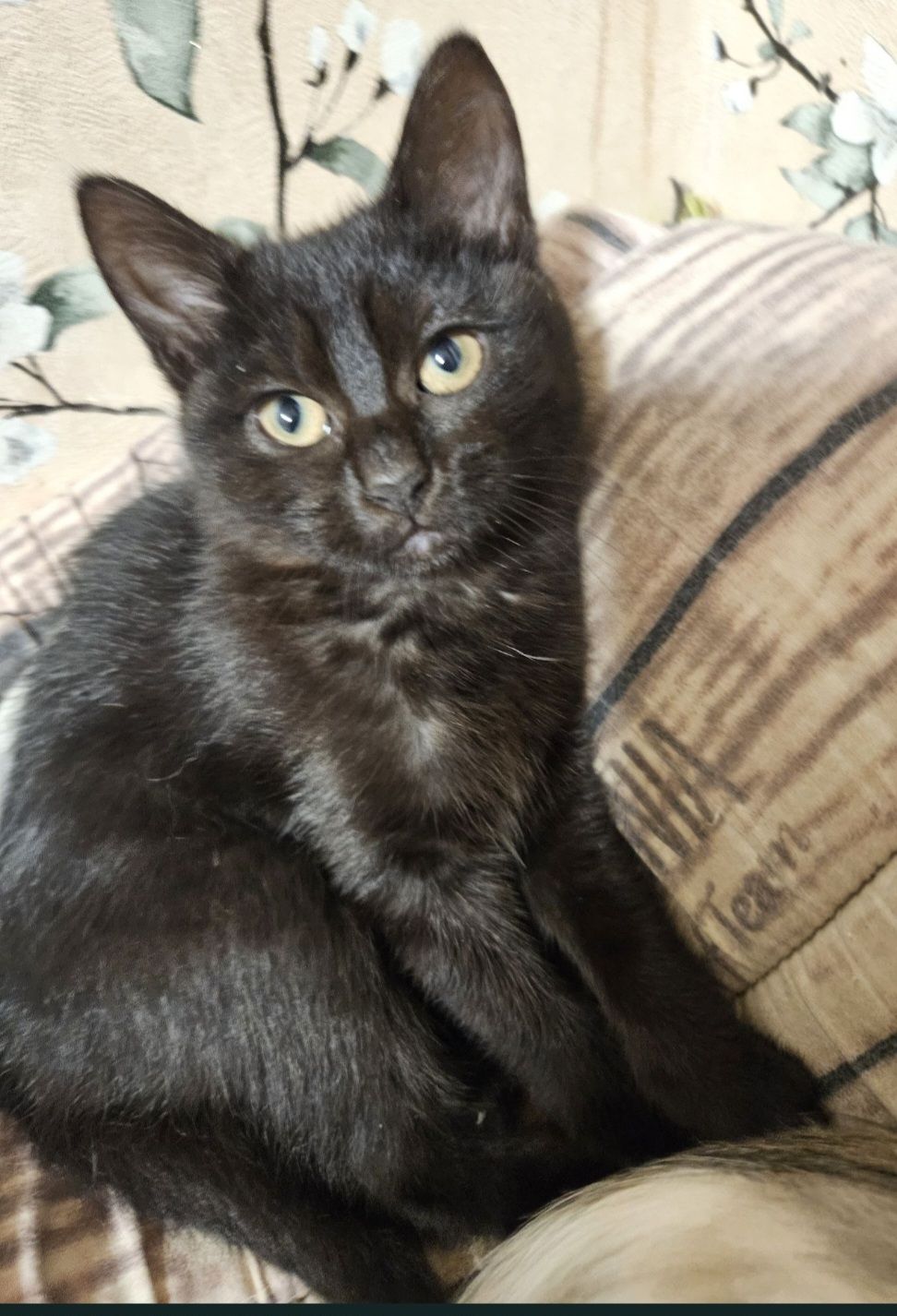 Кошенята Бенгальский