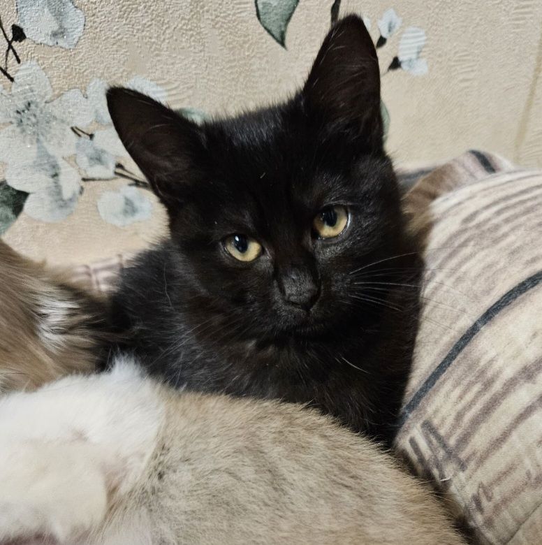 Кошенята Бенгальский