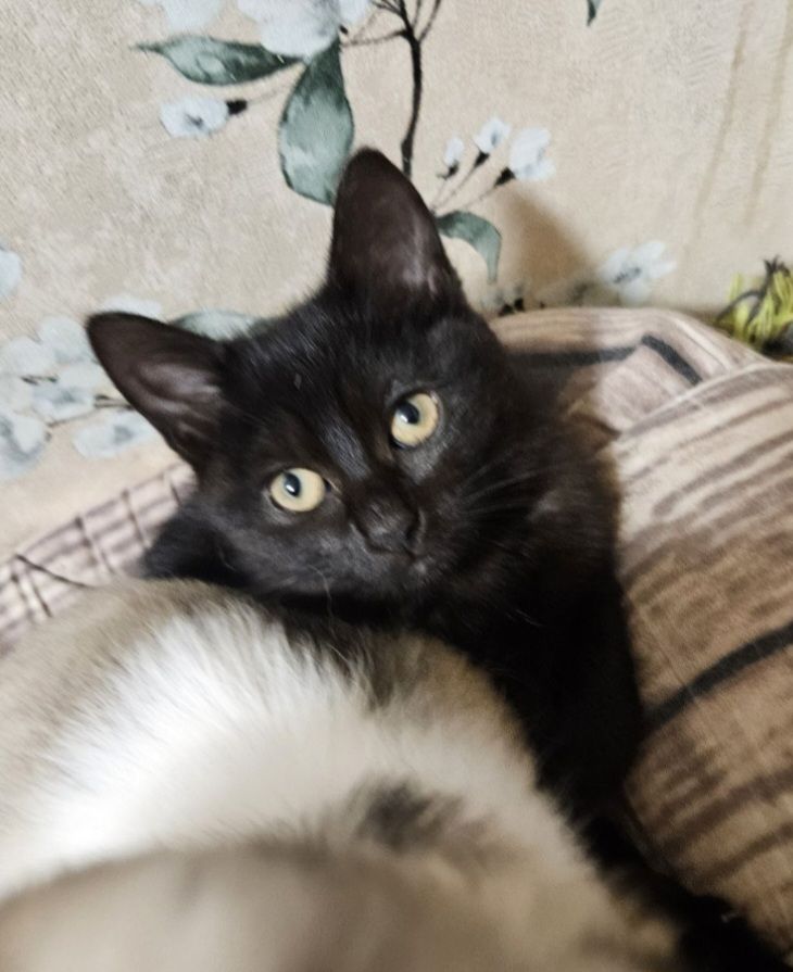 Кошенята Бенгальский