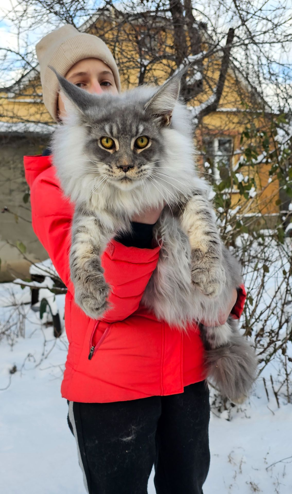 Мальчик XXL размер мейн кун