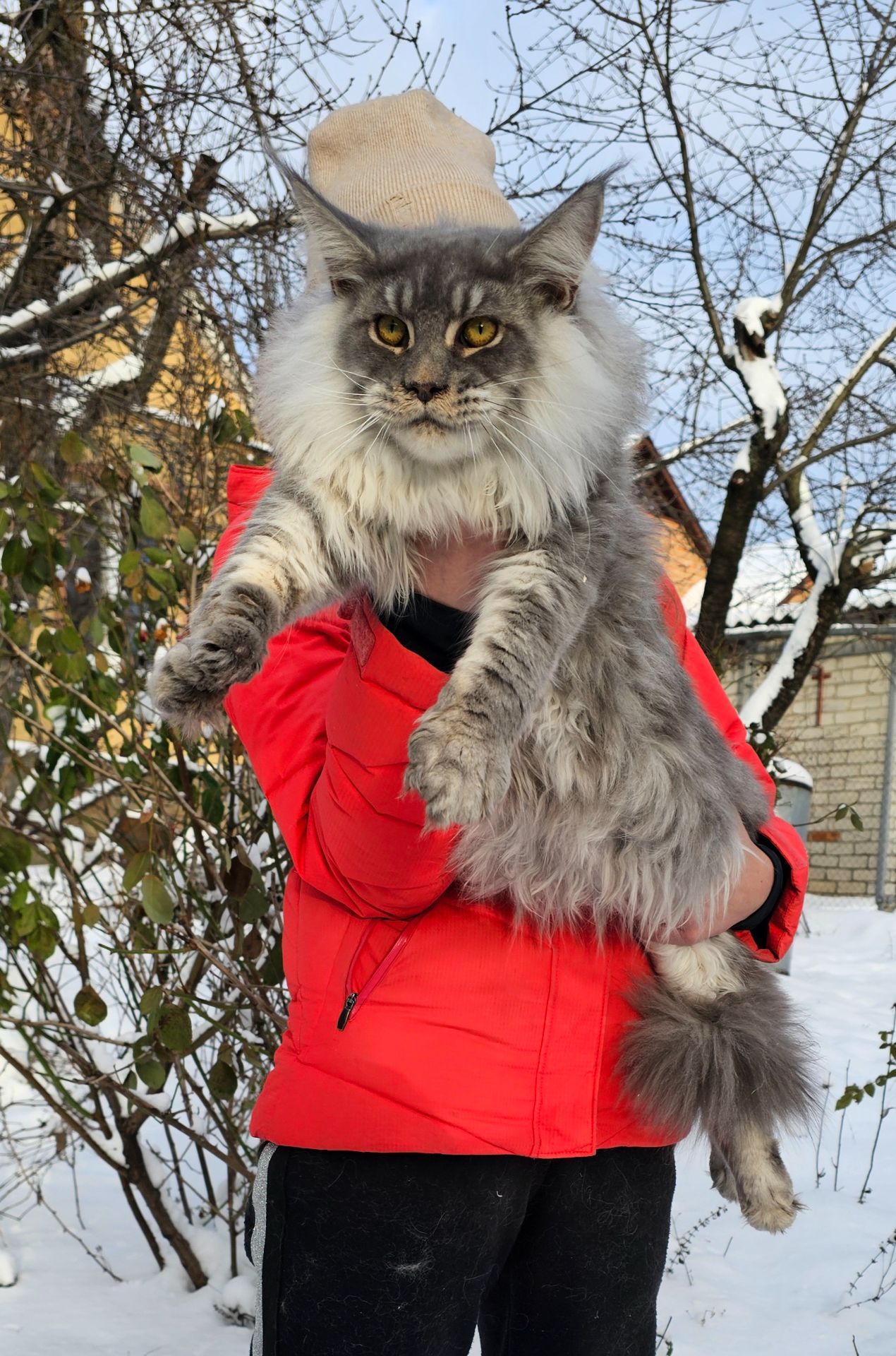 Мальчик XXL размер мейн кун