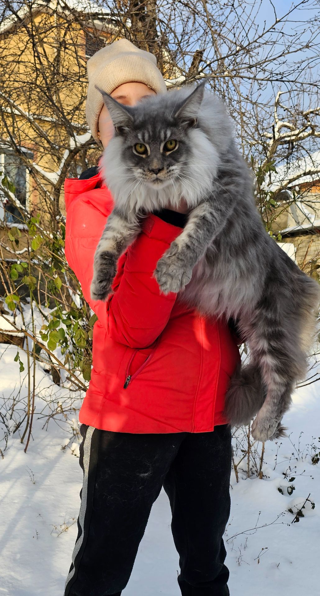 Мальчик XXL размер мейн кун