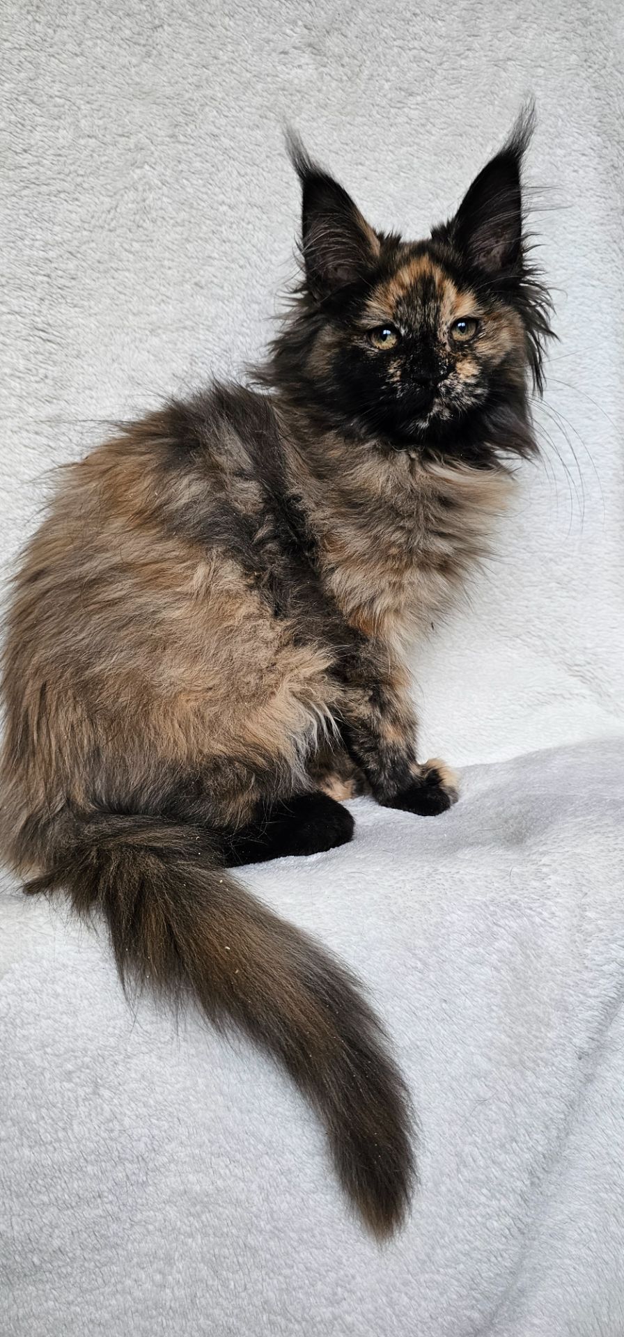 Сногшибательная девочка мейн кун