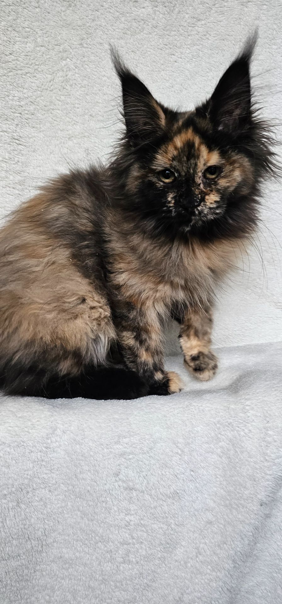 Сногшибательная девочка мейн кун