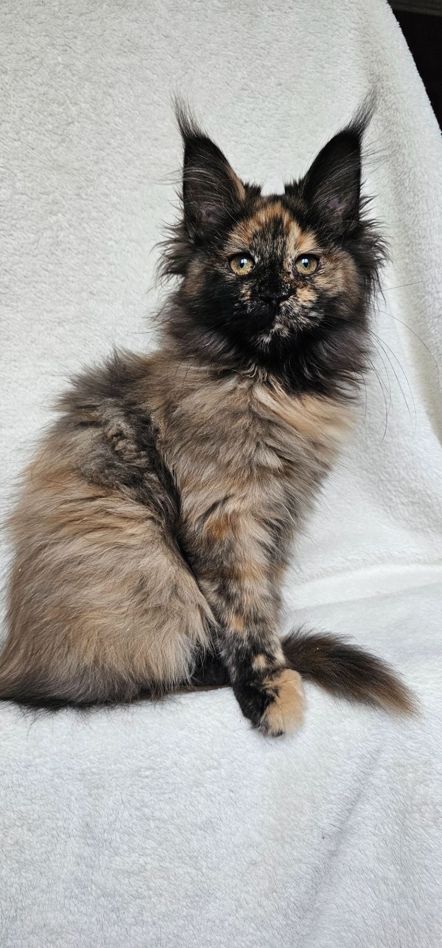 Сногшибательная девочка мейн кун