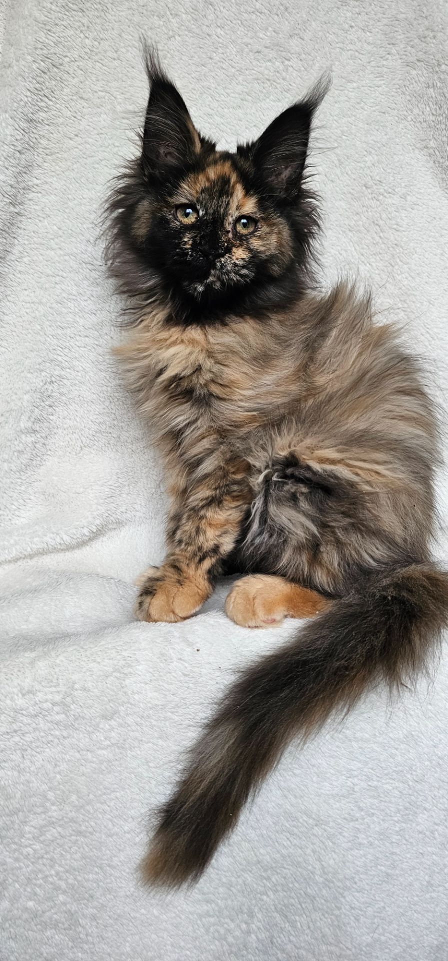 Сногшибательная девочка мейн кун