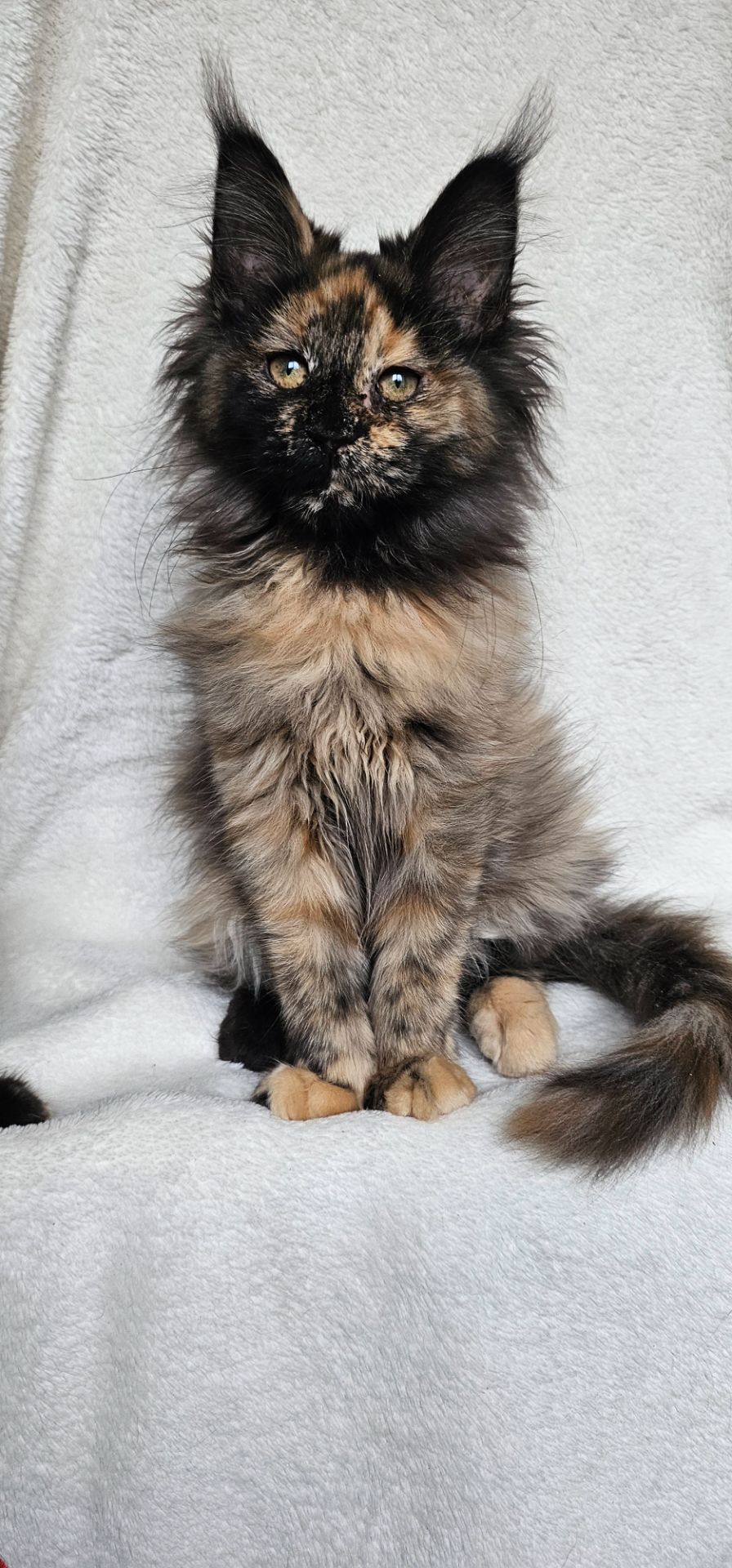 Сногшибательная девочка мейн кун