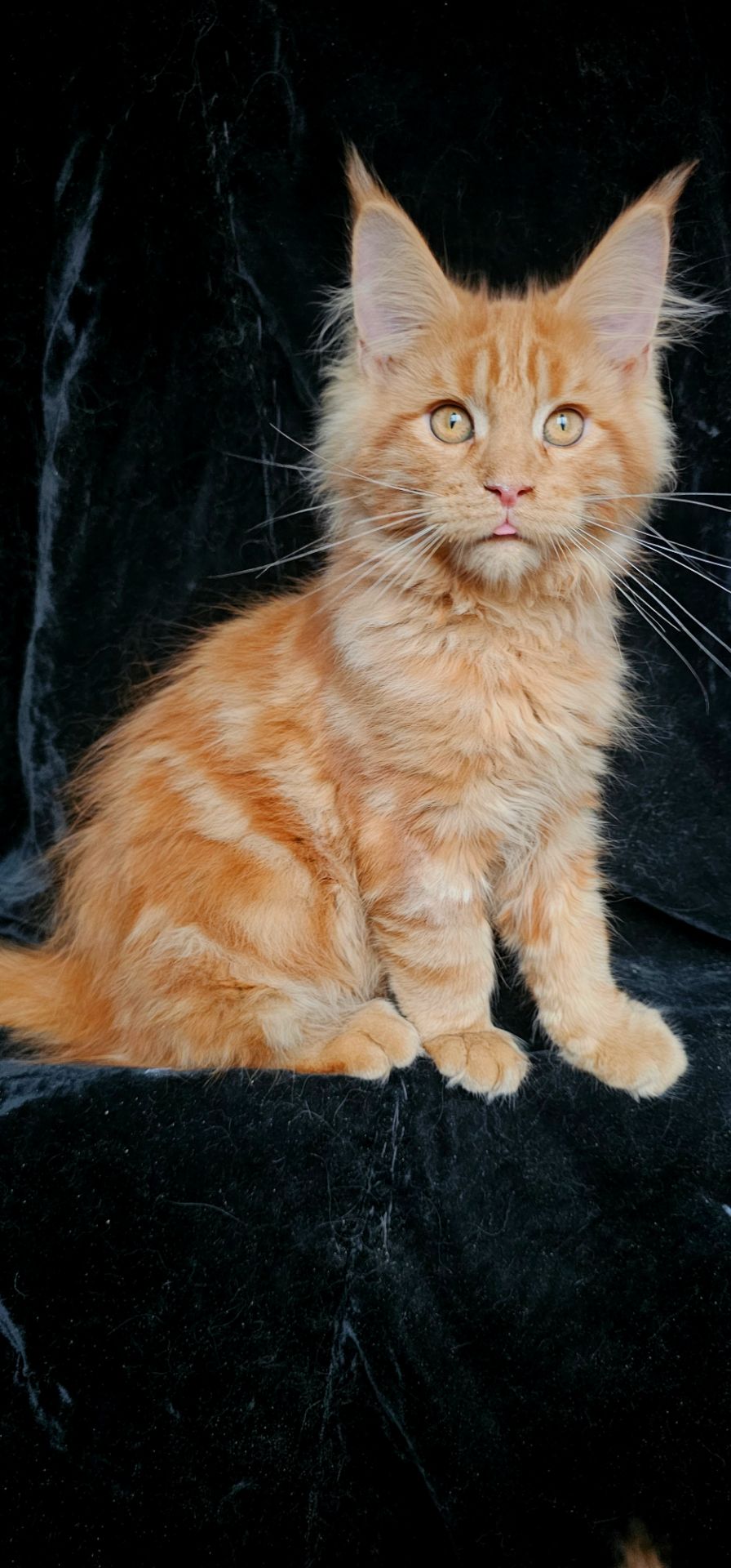 Ярко красный мальчик мейн кун