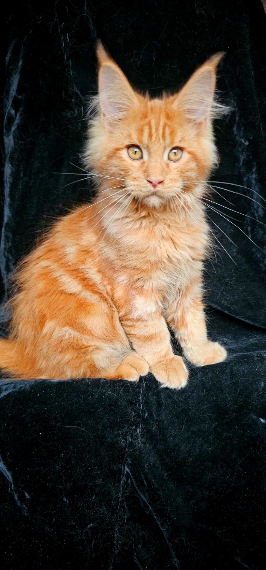 Ярко красный мальчик мейн кун