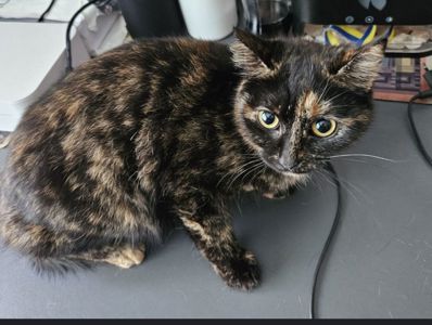 Кошка девочка