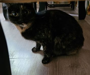 Кошка девочка