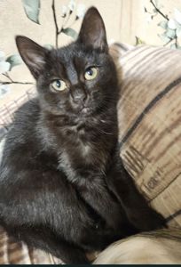 Кошенята Бенгальский