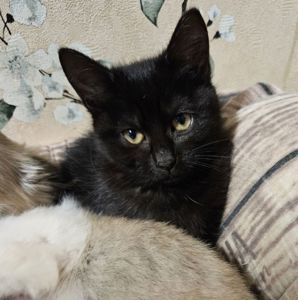 Кошенята Бенгальский